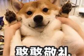 十分“忠诚”的6种狗，一养就爱上了！有你家的吗？图片