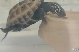 养龟日常：乌龟有多耐饿？图片