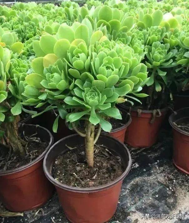 56种法师系列多肉植物图片对照!收藏慢慢看吧