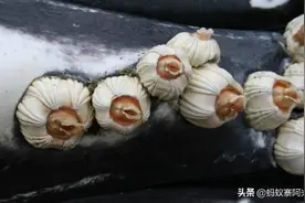 让鲸鱼和海龟痛不欲生的藤壶到底什么来头？科学家：看完就明白了图片