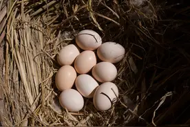 农村的土鸡蛋和养殖场生产的鸡蛋有什么区别?图片