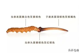 冬虫夏草如何挑选，一篇带你看懂!图片