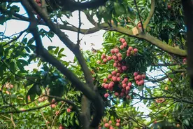海南荔枝一马当先，两广荔枝紧随其后，今年是妃子笑还是妃子哭？图片