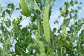 全球十大蔬菜排行榜图片