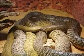 看到两条蛇缠在一起会有霉运，是真的吗？图片