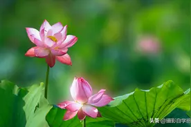 荷花你拍好看了吗，来试试这5个摄影技巧吧，新手也能拍美荷花图片