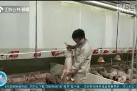 给生猪价格上保险 江苏财政补贴型生猪保险首单落地图片
