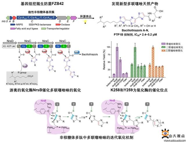 NR簇优化（微生物技术国家重点实验室卞小莹教授课题组发表最新研究成果）