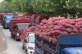 郑州中牟：10万亩先期早熟大蒜开收 万名外地蒜客地里淘金图片