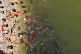 成精！福建一女子在岸边投喂鱼群，河堤上竟冲出一只老鼠下场捕鱼图片