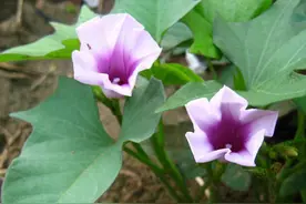 “红薯开花，夫妻分家”，红薯开花有何寓意？红薯真能开花吗？图片