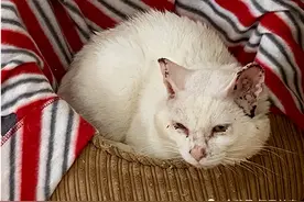 夏天，浅色猫咪易患“日光性皮炎”图片