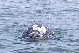 青岛附近海面现巨龟尸体 寿限到了还是什么原因？图片