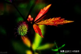 承光穴：清热明目、祛风通窍，改善头痛，目眩，鼻塞作用图片