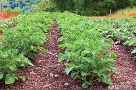 土豆快结块根了，赶紧做好这三个工作，土豆块根结得多又大图片