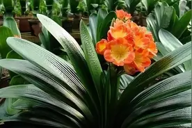 养君子兰，花盆里埋点它，叶子疯长，油绿光亮图片