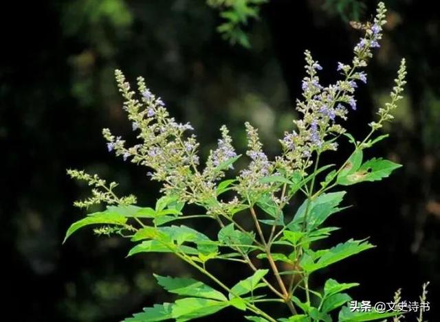 农村野地里既常见又熟悉的十种价值极高的中草药,你都认识吗?