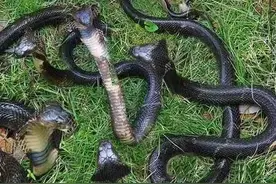 终日与蛇为伴，为了毒蛇妻离子散，是什么让他对毒蛇如此痴迷图片