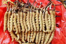 冬虫夏草发霉了怎么办？长霉了能吃吗？图片