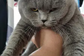 一分钟带你了解，自带“反差感”的英短蓝猫图片