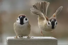 一夫一妻制的麻雀娶了两个老婆，还将它们安置在一块，结果悲剧了图片