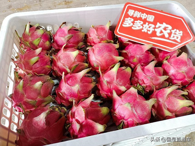 火龙果“追光者”：左手为果实掌灯，右手借力拼多多卖出