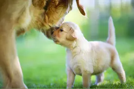 狗狗是没有羞耻心吗？为什么会跟母亲发生“交配”行为？图片