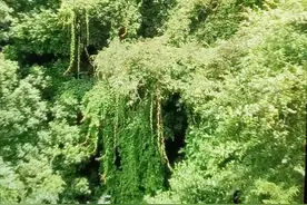 那篷佛手瓜图片