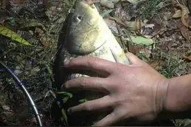 夜钓大鲤鱼不是随便就能钓好的，关键技术就这些图片