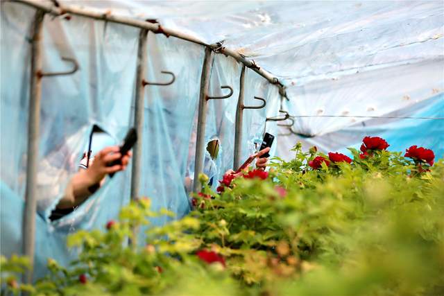 中国洛阳牡丹文化节每日花情专题播报之一含苞欲放