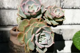 夏天多肉长太快不是好事，新手肉友要特别注意，等到徒长就晚了图片