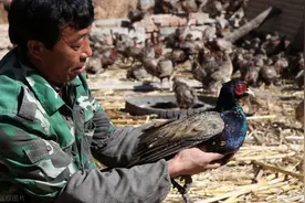 “上山甲鱼不抓，下山野鸡莫追”，农村常说的一句话，很有智慧图片