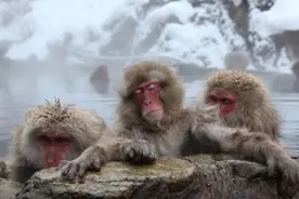 猴中武则天，日本女猴王赤手空拳打下江山，交配却成大难题图片