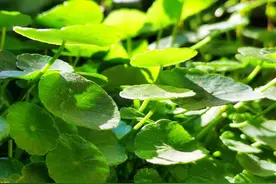 哪些植物适合养在鱼缸里，好看又简单，还不需要二氧化碳？图片