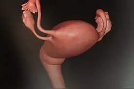 从胚胎开始，胎儿在子宫里的发育全过程~图片
