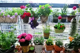 不管什么花，都喜欢3种“家庭磷肥”，1个月用一点，盆盆养得旺图片