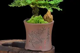 它有神幻的名字，人间大美之物，它就是九死还魂草图片