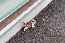 1只小奶猫跟在身后，男子犹豫后决定收养，几天后觉得捡到宝了图片