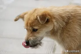 狗催吐吃什么，给狗催吐的方法图片