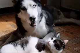 “狗哥去世18天后，猫弟不吃不喝随它去了...”图片