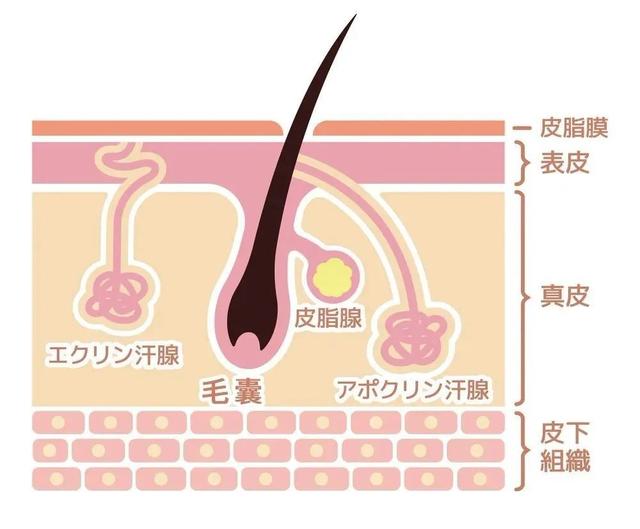 冰点脱毛以后可以擦身体乳吗