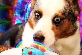 美国年轻人热衷于舔蛤蟆，能带来快感？媒体：别舔了，有害健康图片