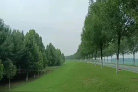 黄河大堤变草原？鄄城逆袭！揭秘网红打卡地背后的生态奇迹图片