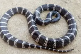 银环蛇分布在哪几个省？为什么银环蛇会喜欢晚上的亮光？图片