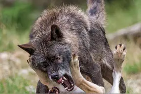狼王报恩！内蒙古女子遇到危险，狼王拼命猛冲来救恩人图片