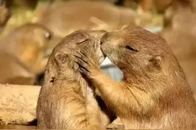 双语阅读 | 动物王国里的“爱情”也能磕？图片