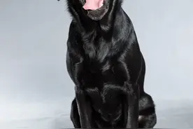 养了两只大型犬是什么感觉，有时候开心，有时候发狂图片