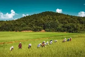 一斤小麦没有一瓶水贵，为何要压低粮价？图片