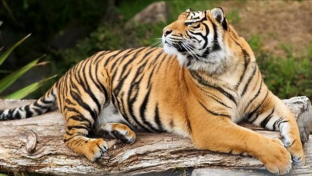 世界上最凶猛的老虎排名,东北虎屈居第二,第一名凶狠无比