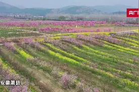 安徽萧县：灼灼桃花 惹人醉图片